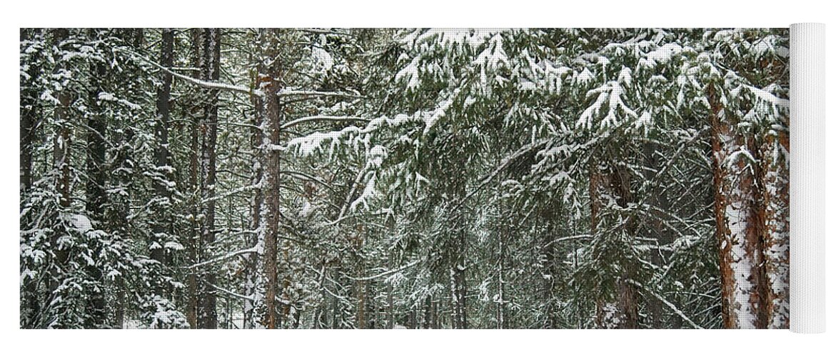 Forest Yoga Mat featuring the photograph Woods in Winter by Eric Glaser