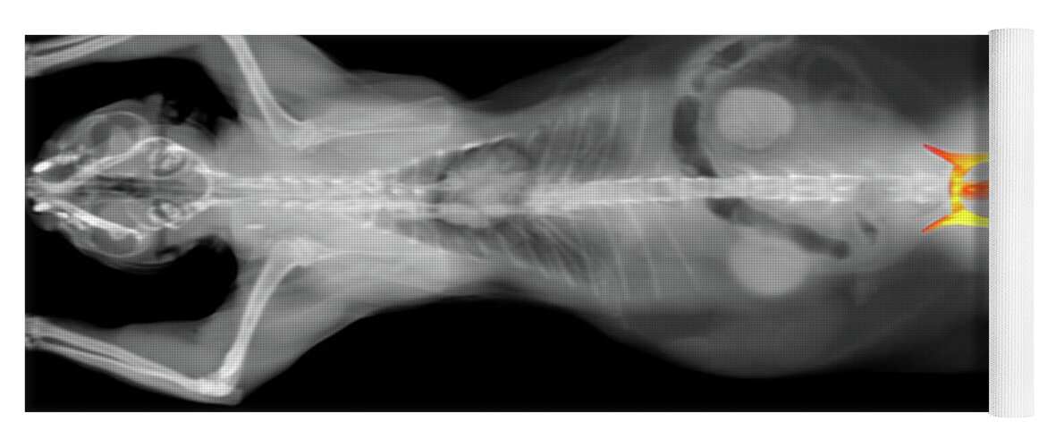 Ct Scan Yoga Mat featuring the photograph x ray CT scan of a cat hip bone by Benny Marty