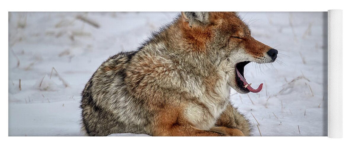Geyser Yoga Mat featuring the photograph Yawning Coyote by Paul Freidlund