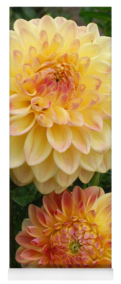 Dahlia Yoga Mat featuring the photograph Yellow and Orange Dahlias 2 by Amy Fose