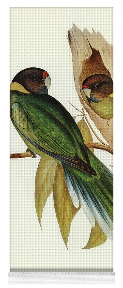 Parrot Yoga Mat featuring the mixed media Yellow-collared Parakeet by World Art Collective