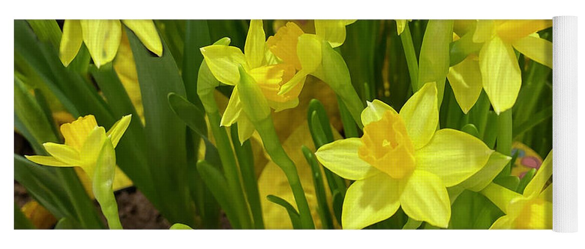 Karen Zuk Rosenblatt Yoga Mat featuring the photograph Yellow Daffodils by Karen Zuk Rosenblatt