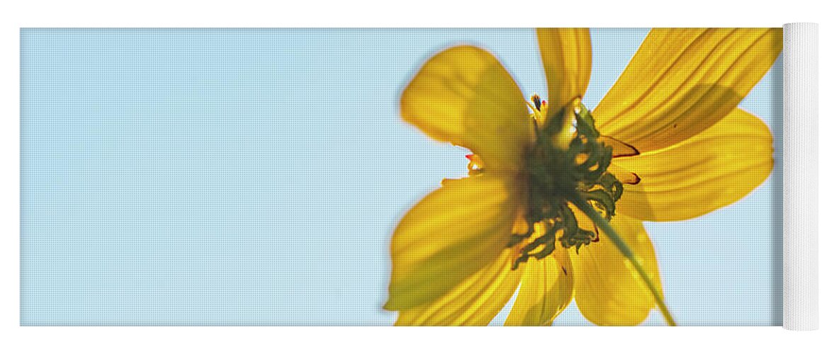 Daisy Yoga Mat featuring the photograph Yellow Daisy And Sky by Karen Rispin