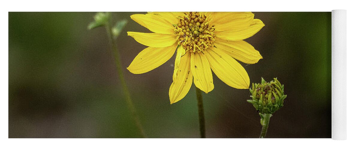 Yellow Flower Yoga Mat featuring the photograph Yellow Flower by David Morehead