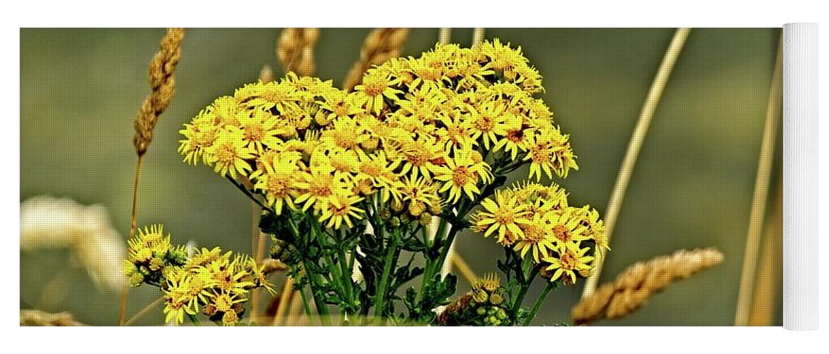 America Yoga Mat featuring the photograph Yellow Flowers, Brown Stalks by David Desautel