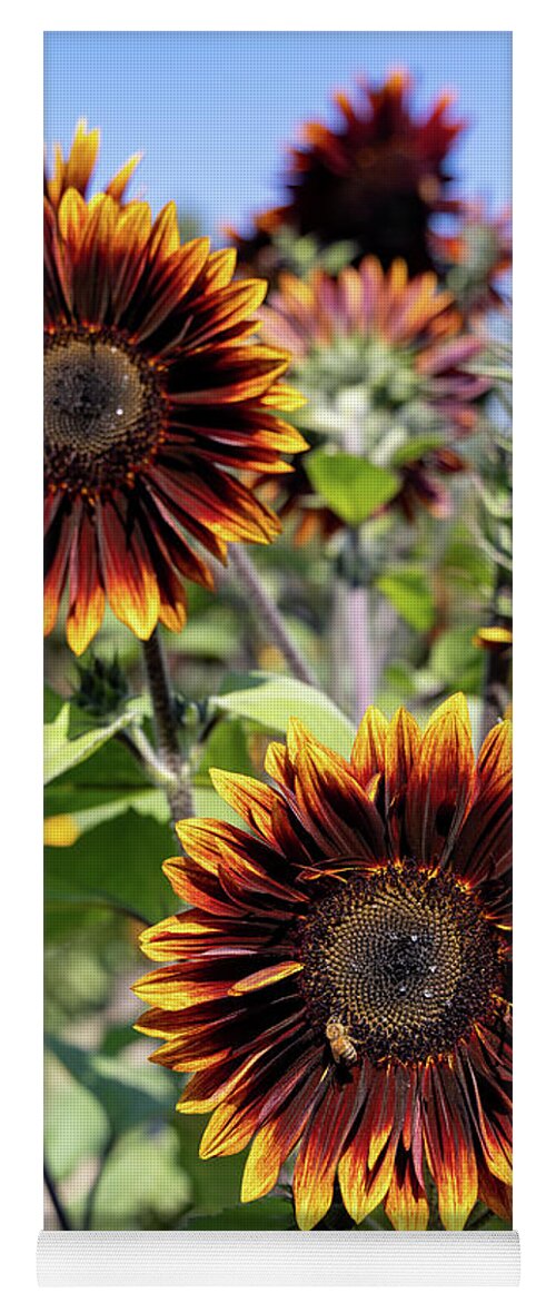 Sunflower Yoga Mat featuring the photograph Yellow Orange Brown Fall Sunflowers by Vivian Krug Cotton