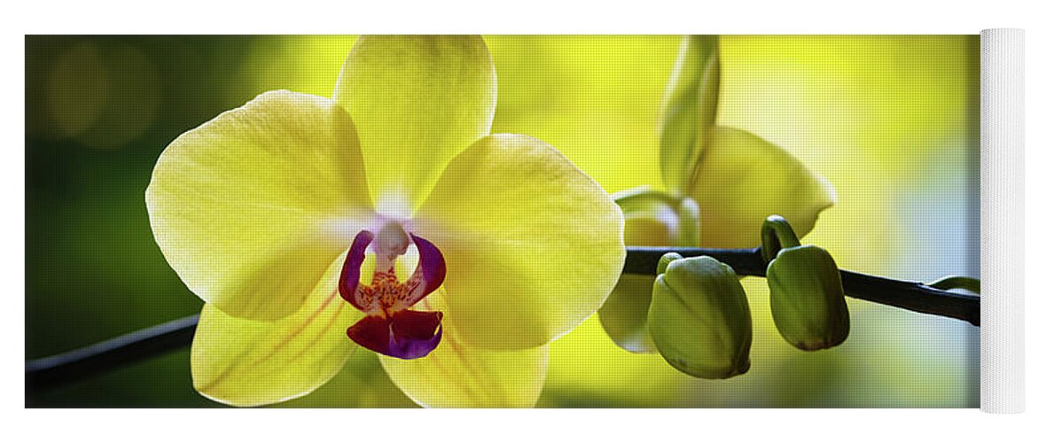 Background Yoga Mat featuring the photograph Yellow Orchid Flower by Raul Rodriguez