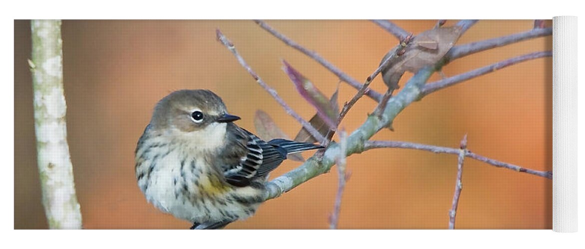 Warbler Yoga Mat featuring the photograph Yellow Rumped Warbler in the Croatan National Forest by Bob Decker