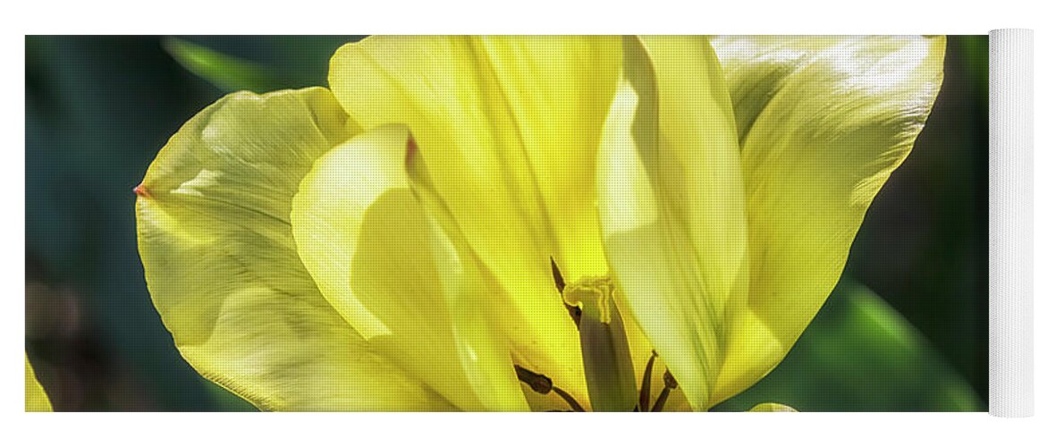 Yellow Tulip Yoga Mat featuring the photograph Yellow Tulip by Belinda Greb