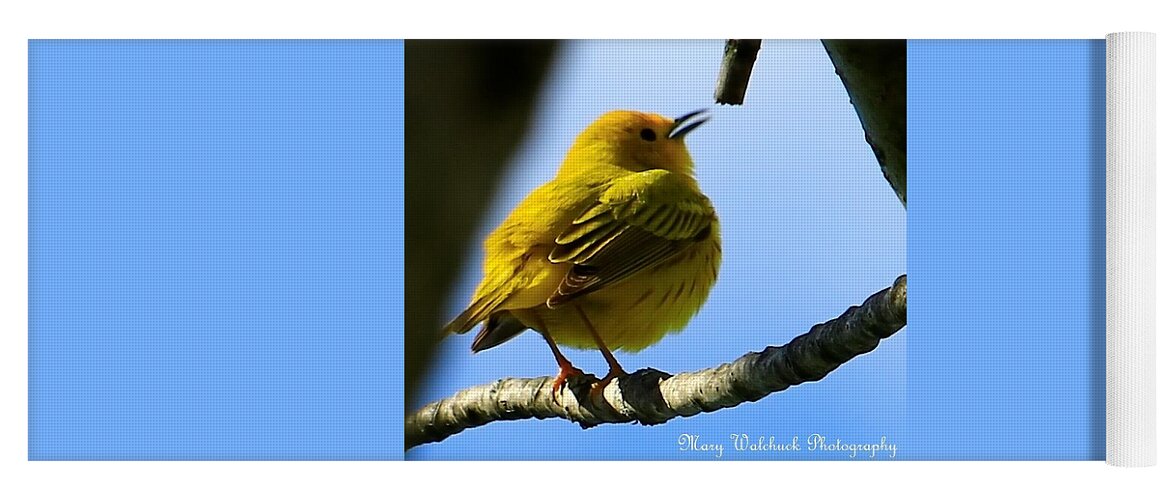 Yellow Warbler Yoga Mat featuring the photograph Yellow Warbler Singing in the Spotlight by Mary Walchuck