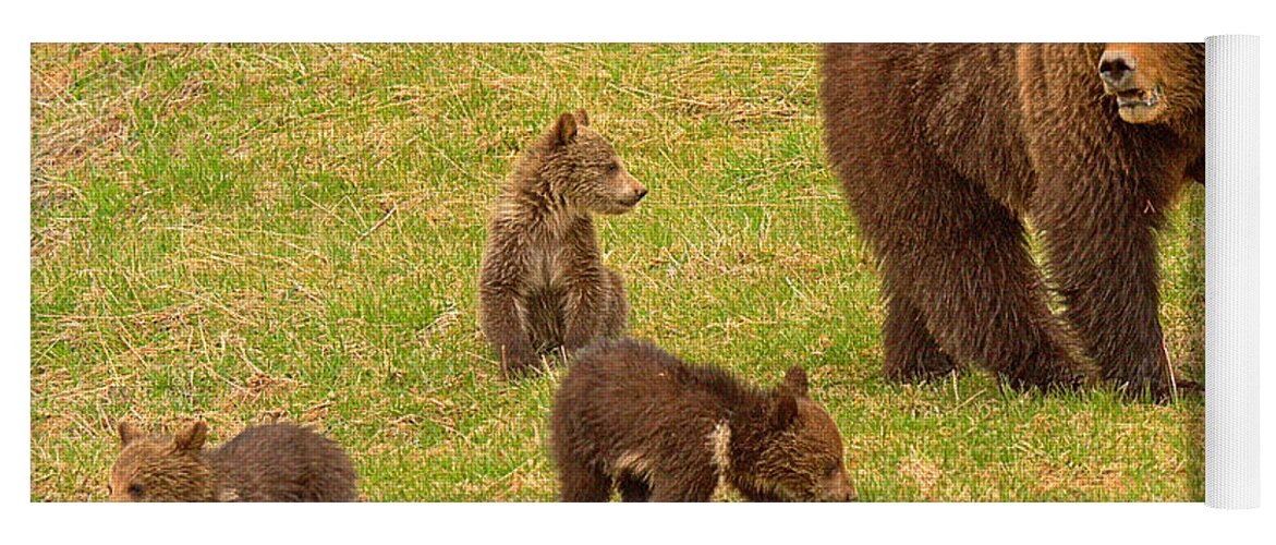 Grizzly Yoga Mat featuring the photograph Yellowstone Spring Grizzly Triplets by Adam Jewell