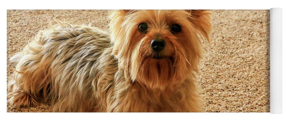 Animal Yoga Mat featuring the photograph Yorkie with blue bow by Dawn Richards