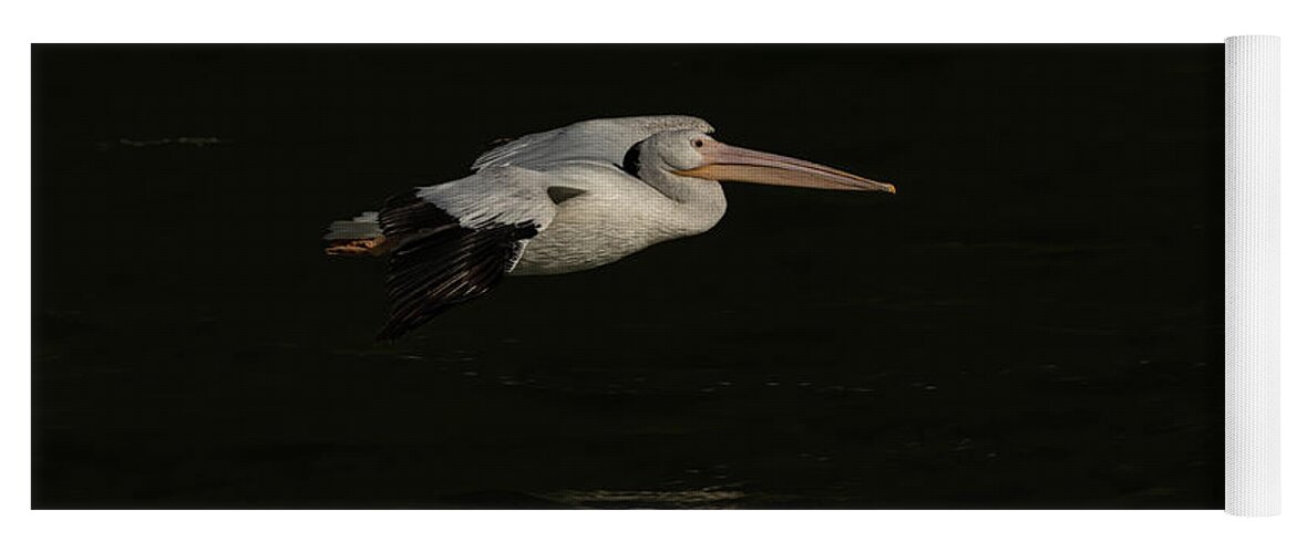 American White Pelican Yoga Mat featuring the photograph Young Pelican 2016-8 by Thomas Young