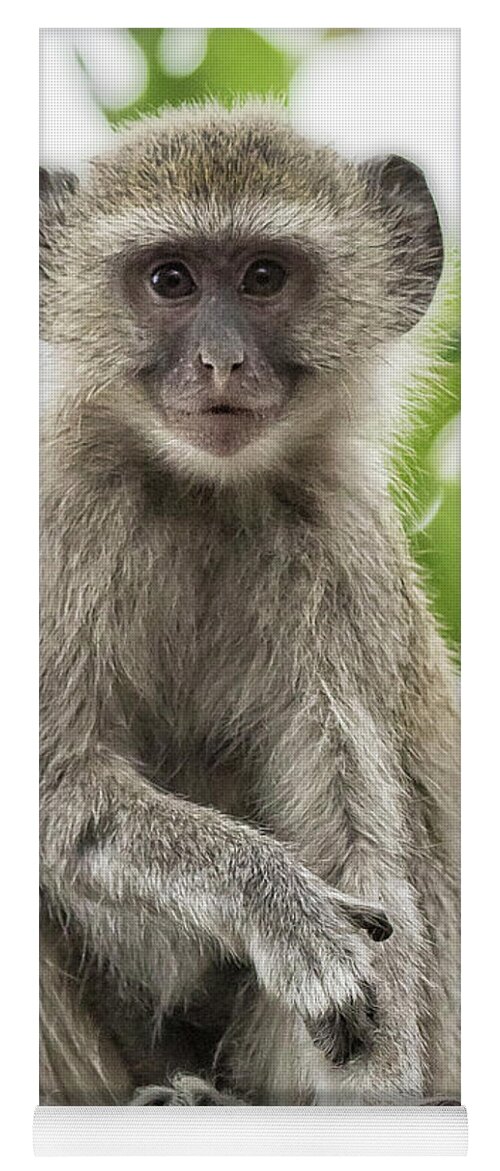 Vervet Monkey Yoga Mat featuring the photograph Young Vervet Monkey Pausing to Look At Me, No. 2 by Belinda Greb