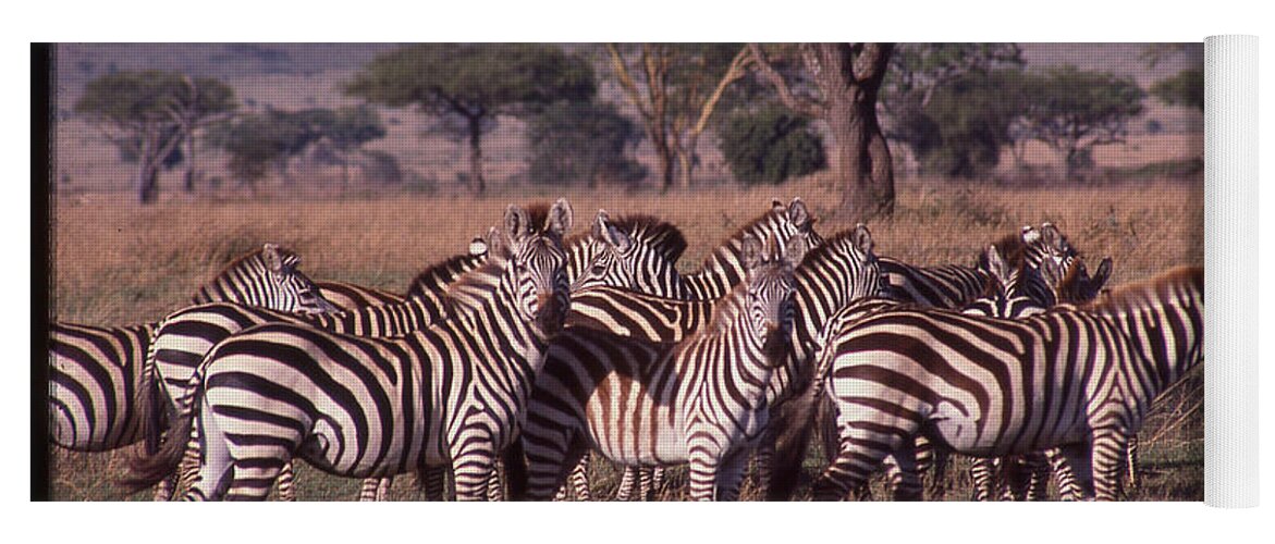 Africa Yoga Mat featuring the photograph Zebra Herd by Russ Considine