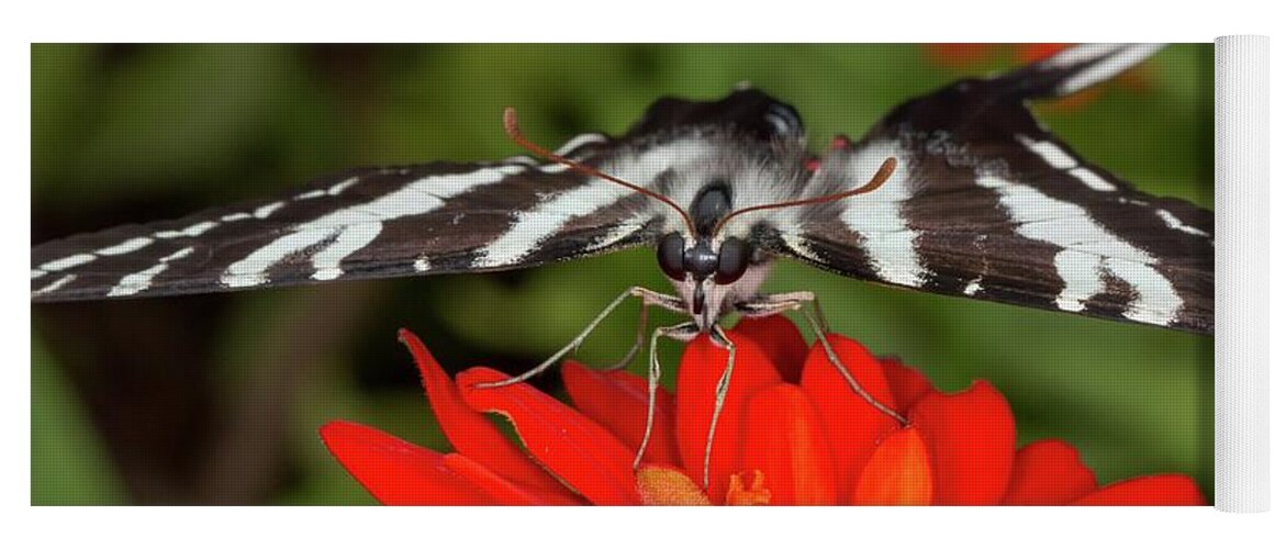 North Yoga Mat featuring the photograph Zebra Swallowtail on Zinnia by Liza Eckardt