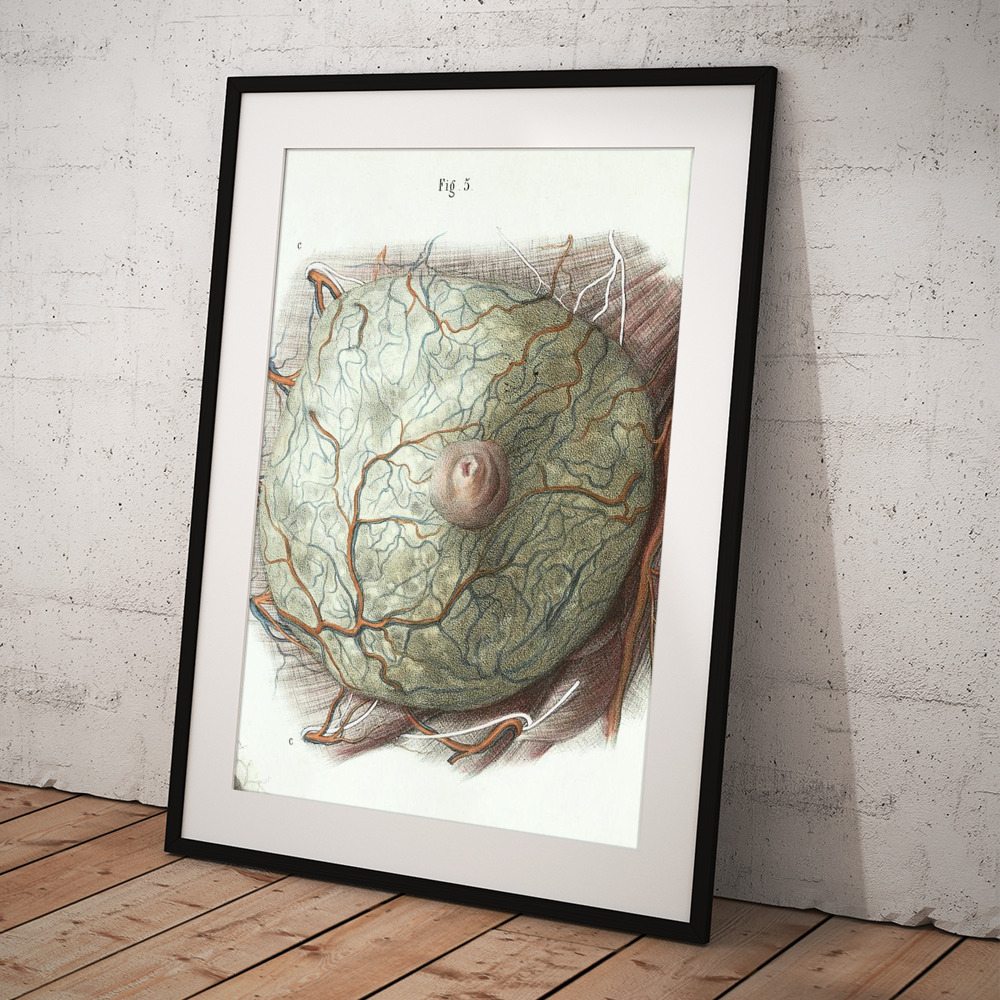 Female Breast Anatomy #1 Art Print by Science Photo Library