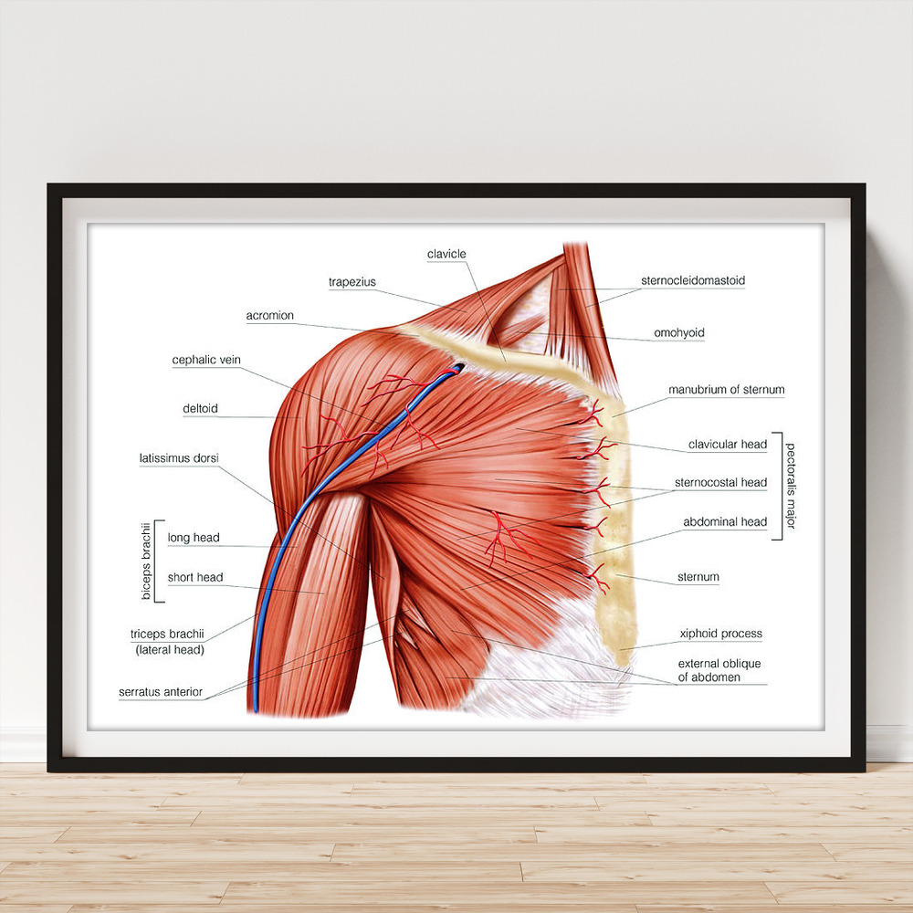 Shoulder Muscles #20 Art Print by Asklepios Medical Atlas - Science Photo  Gallery