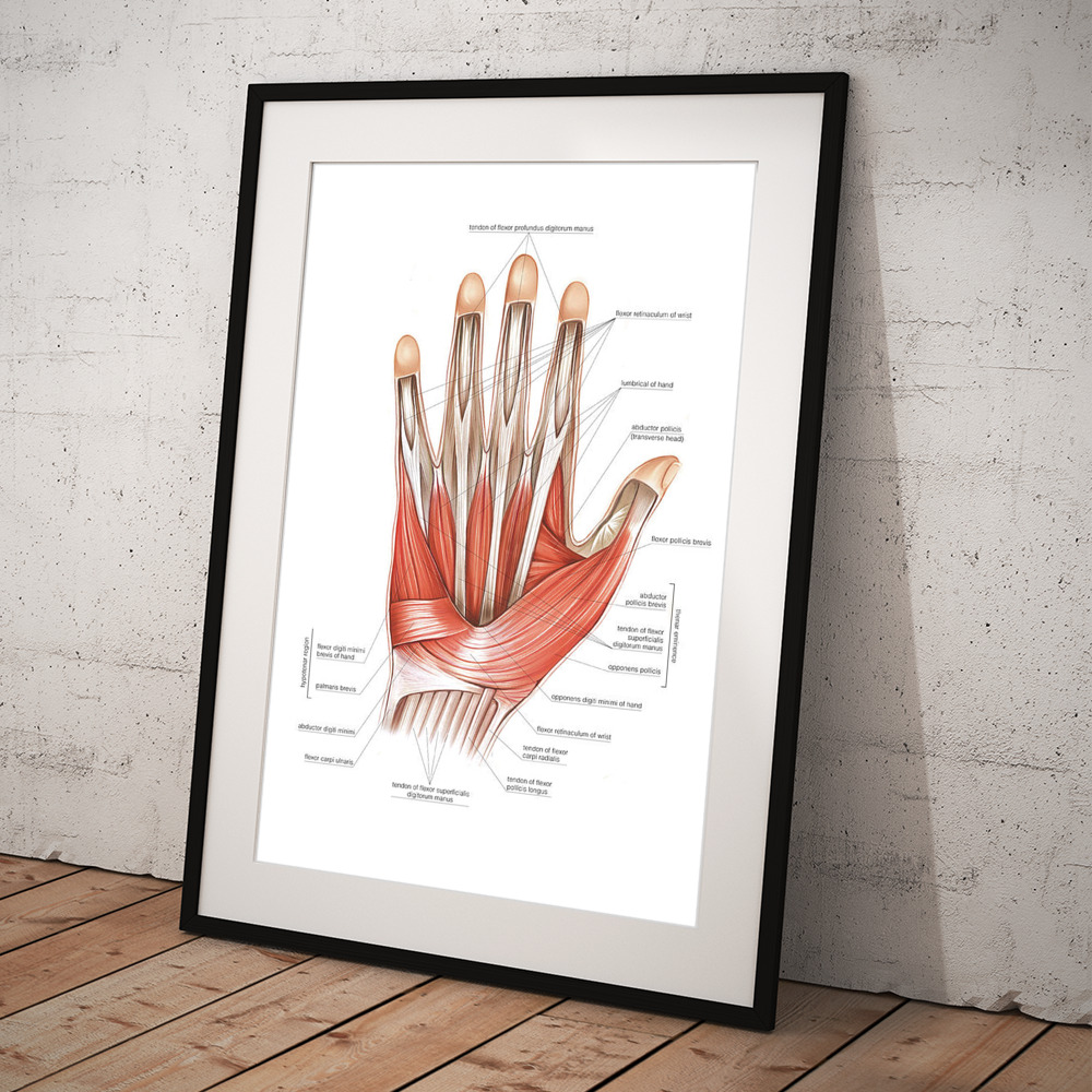 Muscles Of The Hand #5 Art Print by Asklepios Medical Atlas