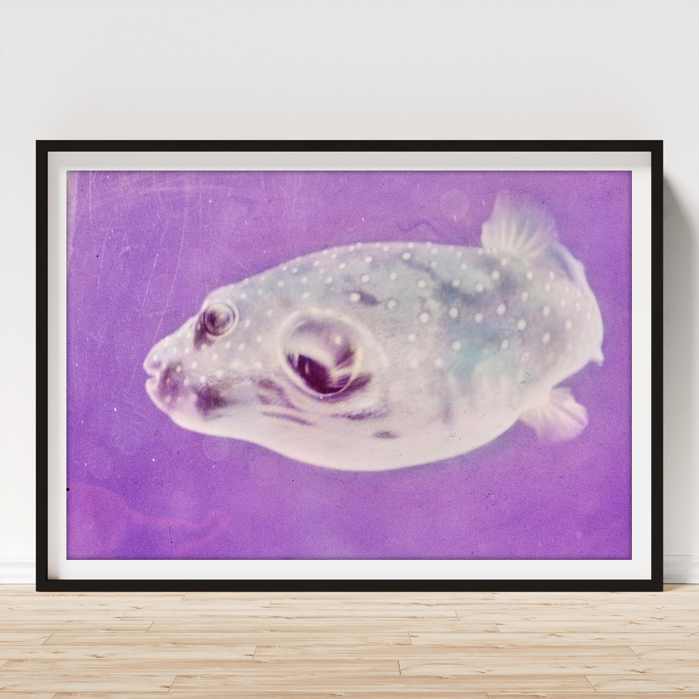 A Makimaki Fish Poster by Horst P. Horst