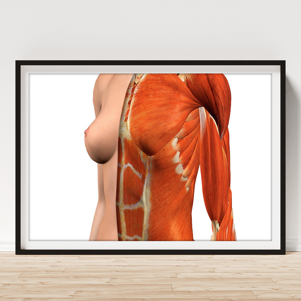 Female Chest And Abdomen Muscles, Split Framed Print by Hank Grebe