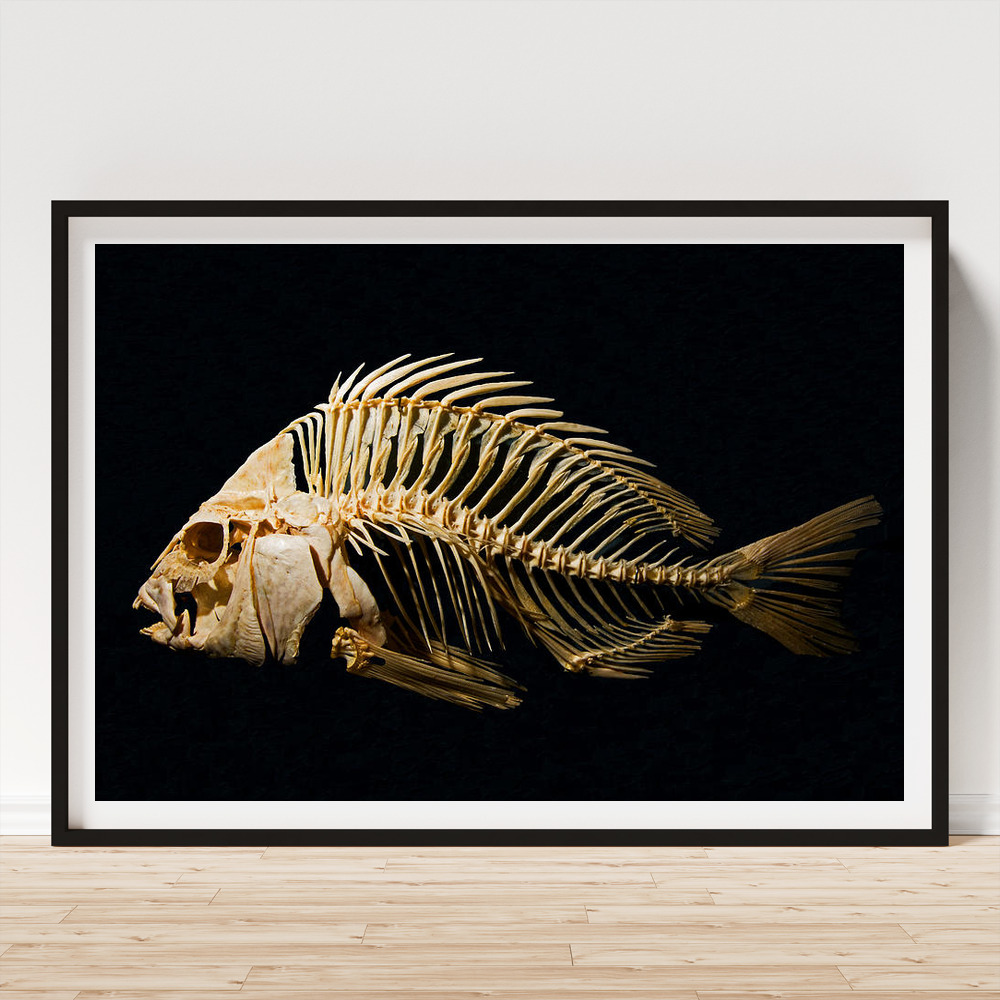 Sheepshead Fish Skeleton Art Print by Millard H. Sharp