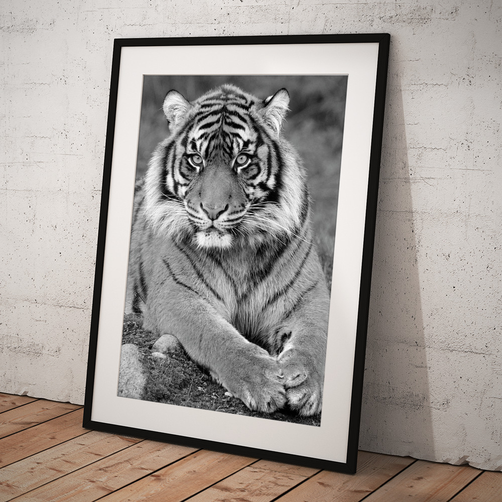black and white tiger pose steve mckinzie