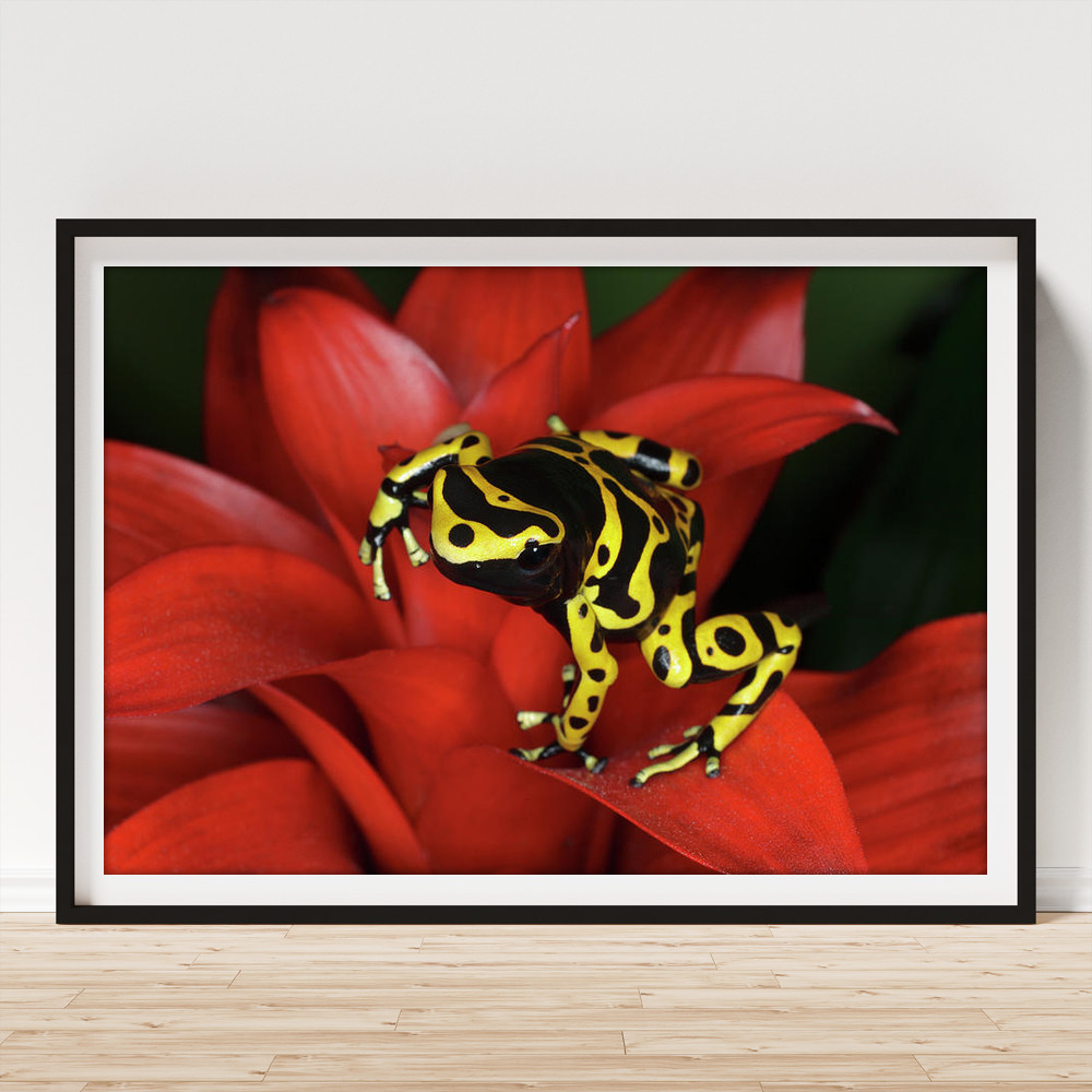 Orange Banded Dart Frog Dendrobates Poster by Adam Jones - Photos.com