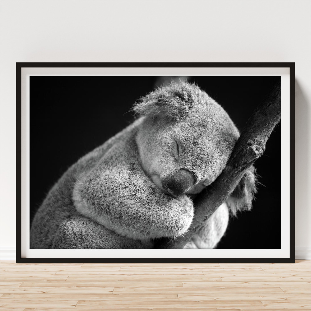 Sleeping Koala Art Print by David Morgan-mar 