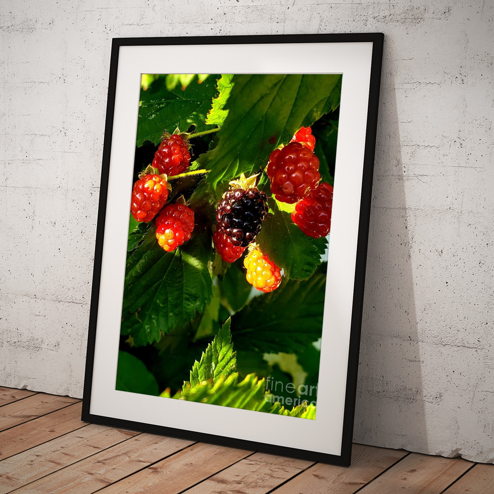 Summer Berries  Framed Print by Shelly Crutchley