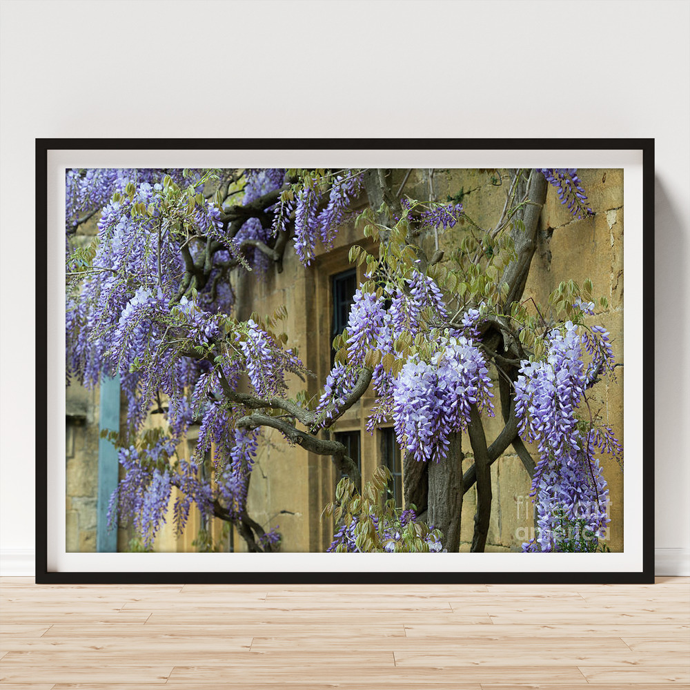 Flowering Wisteria on a Cotswold Stone Hotel Broadway Art Print by Tim  Gainey