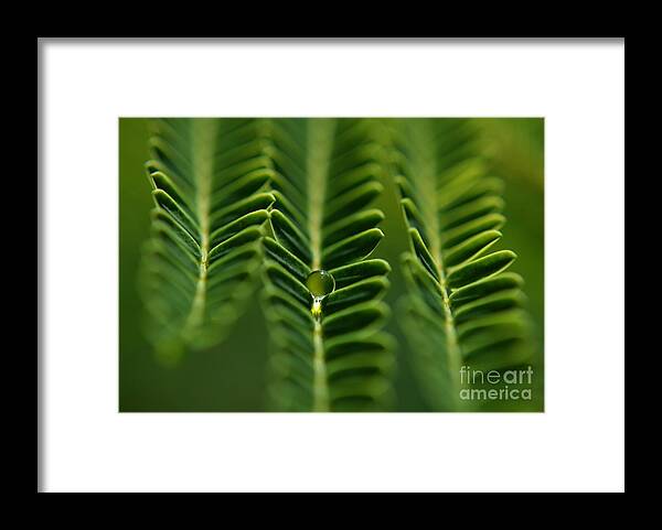 Nature Framed Print featuring the photograph A Green Drop by Michelle Meenawong