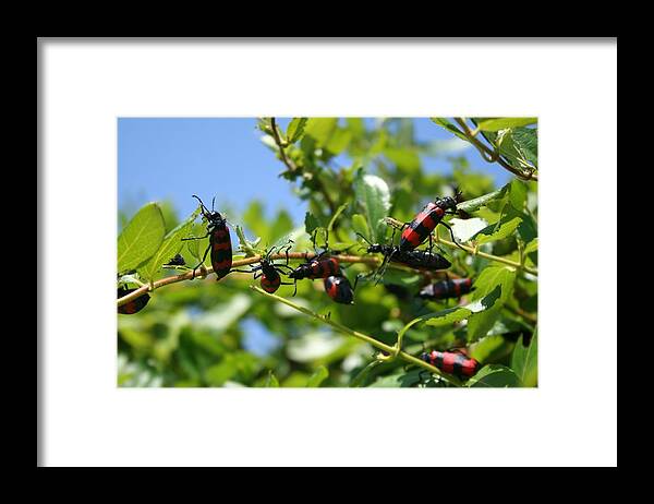 Blister Beetle Framed Print featuring the photograph A Swarm of Red and Black Blister Beetles on Honeysuckle by Taiche Acrylic Art