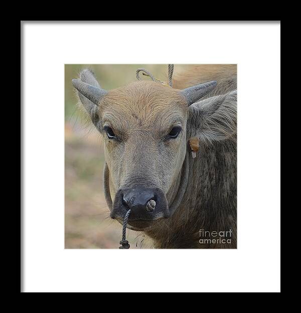 Michelle Meenawong Framed Print featuring the photograph Buffalo by Michelle Meenawong