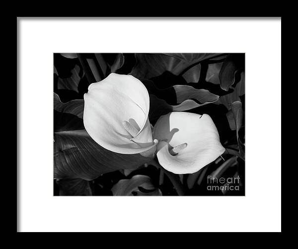 Calla Lilies Framed Print featuring the photograph Calla Lilies BW 1 by David Doucot