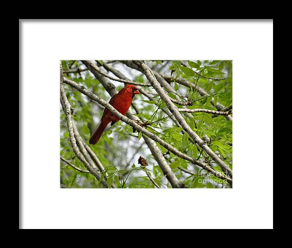Birds Framed Print featuring the photograph Cardinal Saturday Morning by Christopher Plummer