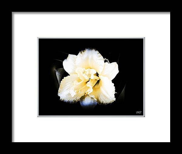 Flowers Framed Print featuring the photograph Daylily by Michelle Frizzell-Thompson