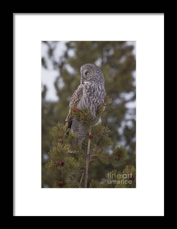Strix Nebulosa Framed Print featuring the photograph Great Gray Owl 1 by Katie LaSalle-Lowery