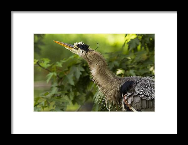 Grey Framed Print featuring the photograph Heron in Breeding Plumage by Mircea Costina Photography