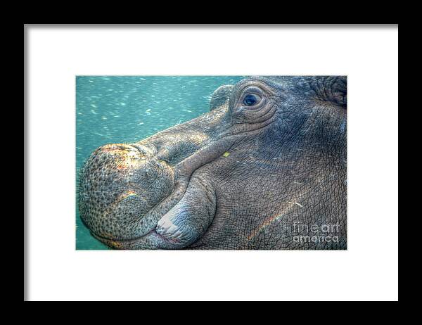 Landscape Framed Print featuring the photograph Hippopotamus Smiling Underwater by Peggy Franz