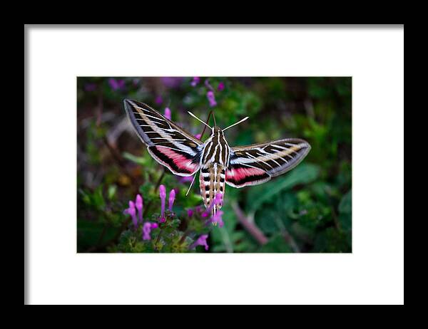  White-lined Sphinx Framed Print featuring the photograph Hummingbird Moth Print by Doug Long