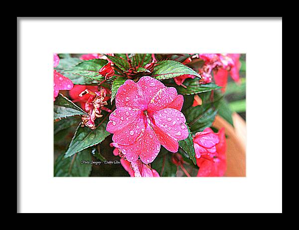 Flowers Framed Print featuring the photograph Impatiens by Debbie Sikes