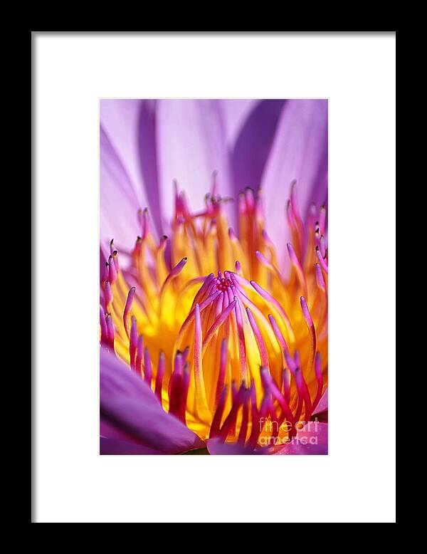 Nature Framed Print featuring the photograph Just Purple by Michelle Meenawong