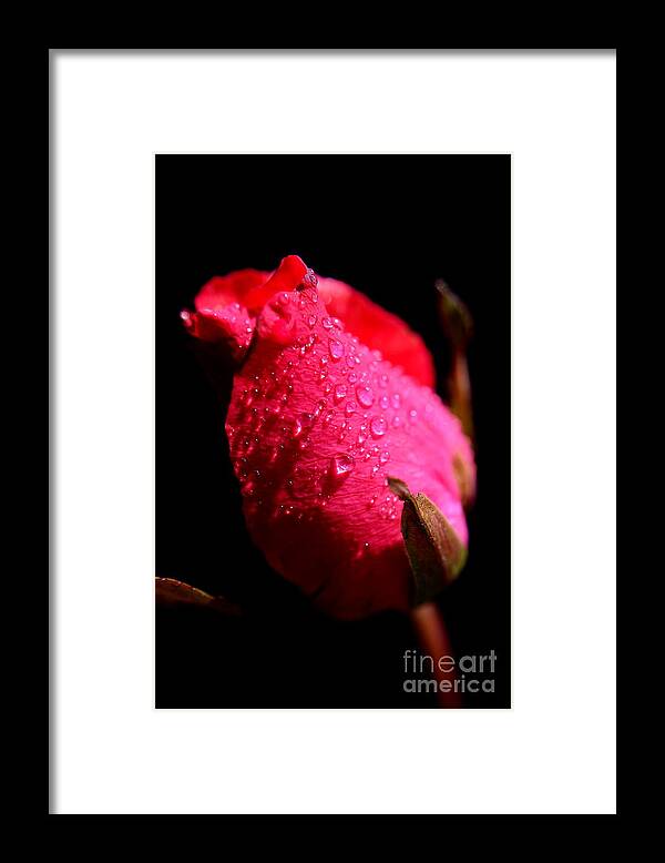 Nature Framed Print featuring the photograph La Rose by Michelle Meenawong
