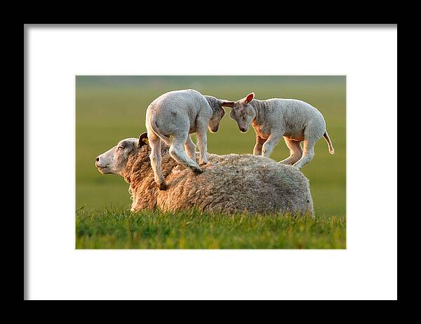 Lamb Framed Print featuring the photograph Leap sheeping Lambs by Roeselien Raimond