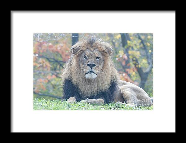 Lion Framed Print featuring the photograph Lion CEO by Chris Scroggins