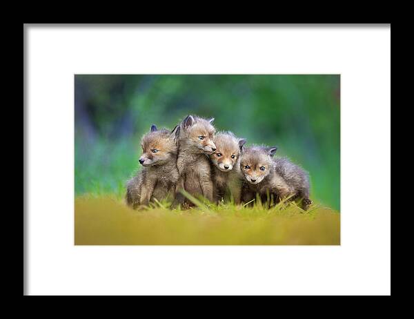 Fox Framed Print featuring the photograph ... Little Explorers ... by Pali Gerec