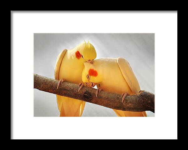 Cockatiel Framed Print featuring the photograph Love Birds by Abram House