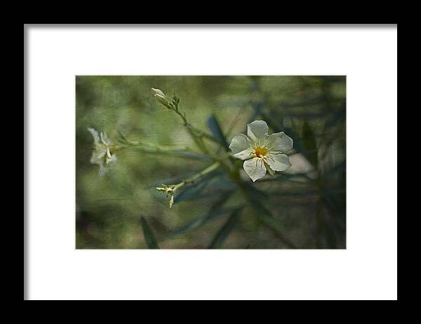 Flowers Framed Print featuring the photograph ... by Mario Celzner