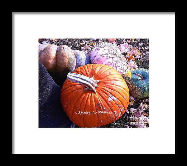 Pumpkins Framed Print featuring the photograph More pumpkin of the season by MaryLee Parker